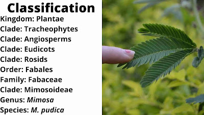 Shameplant Classification