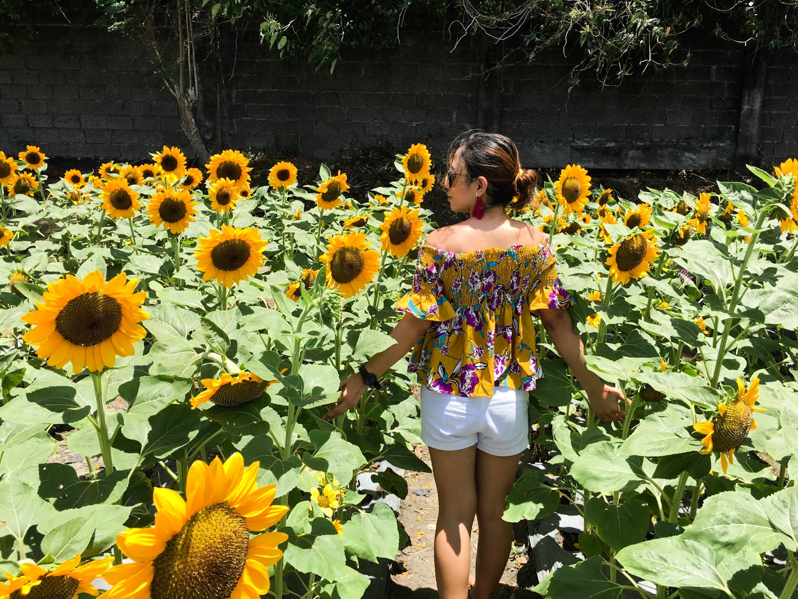 ANGEL'S SUNFLOWER FARM (GIRASOLES FARM), CANDELARIA QUEZON