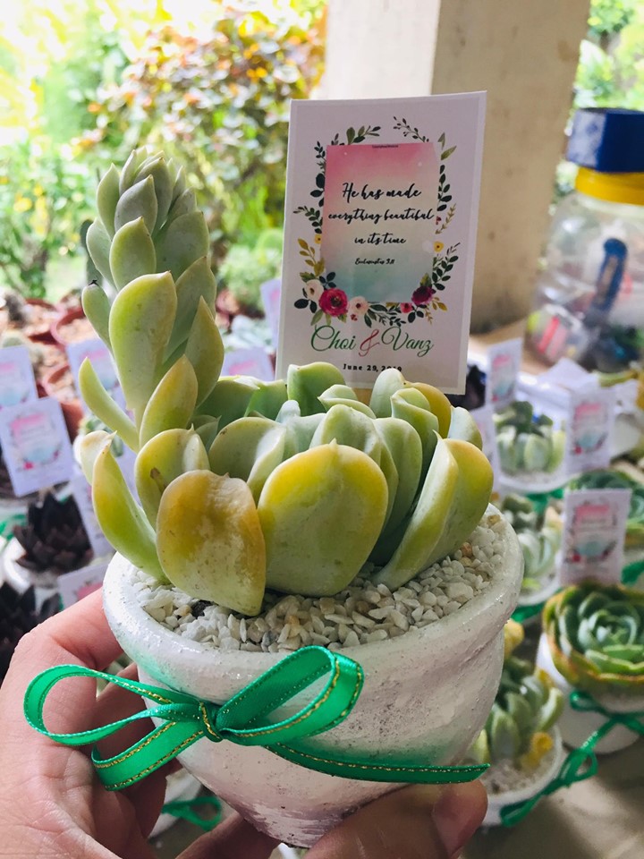 Succulents Cebu and Cactus Collection Cassiel's Succulent World