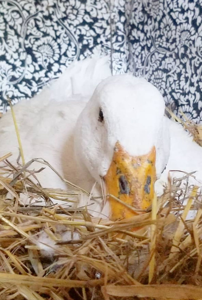 Adding Ducks to your Backyard Chicken Flock Fresh Eggs Daily® with Lisa Steele