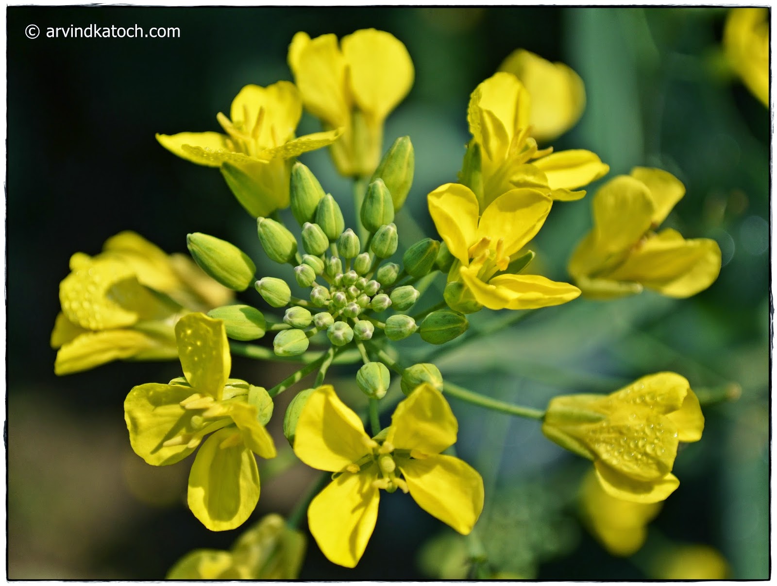 Dew Drops on Yellow Mustard Flowers and Buds