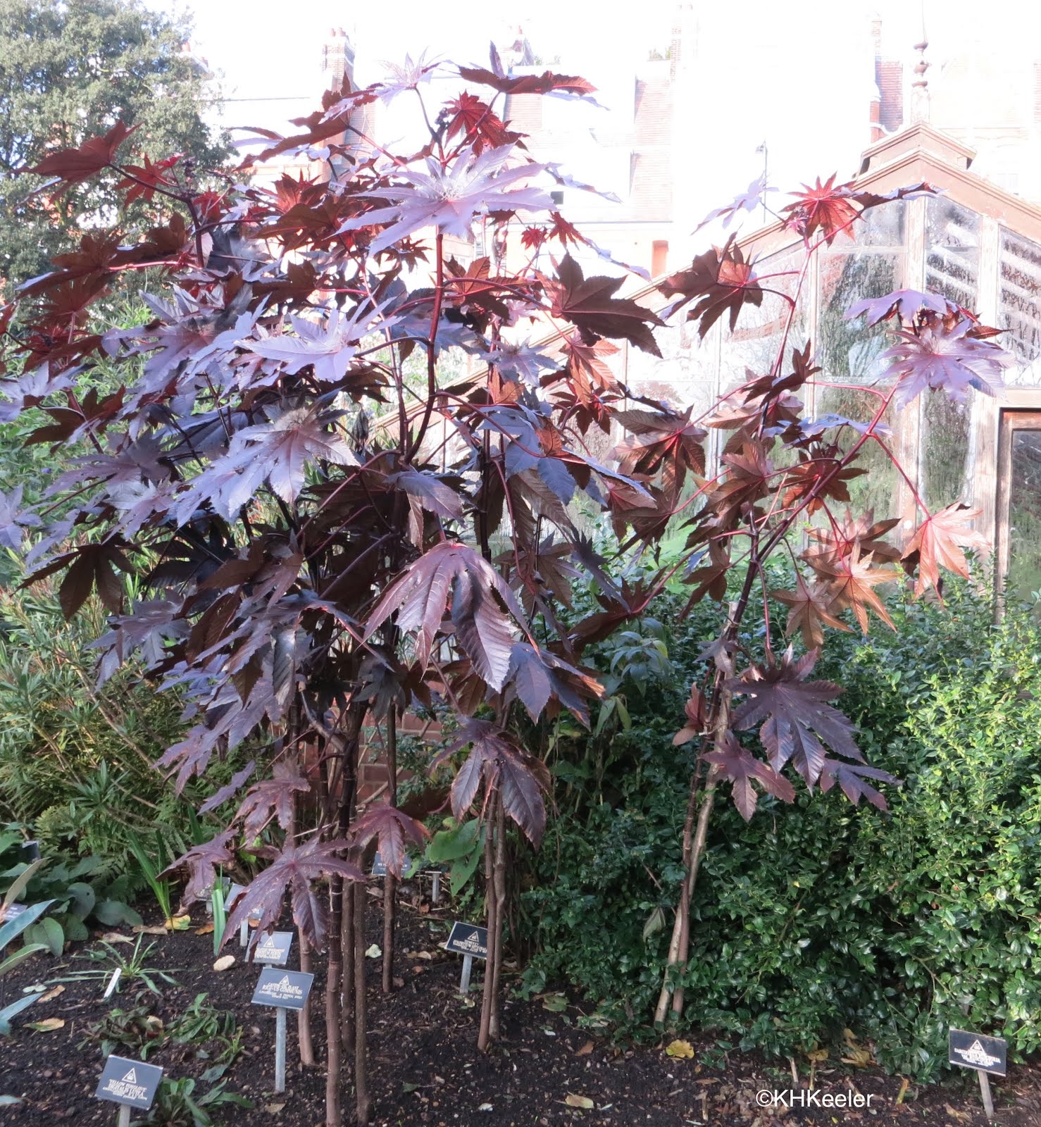 A Wandering Botanist Plant StoryCastor, Tall, Beautiful and Deadly