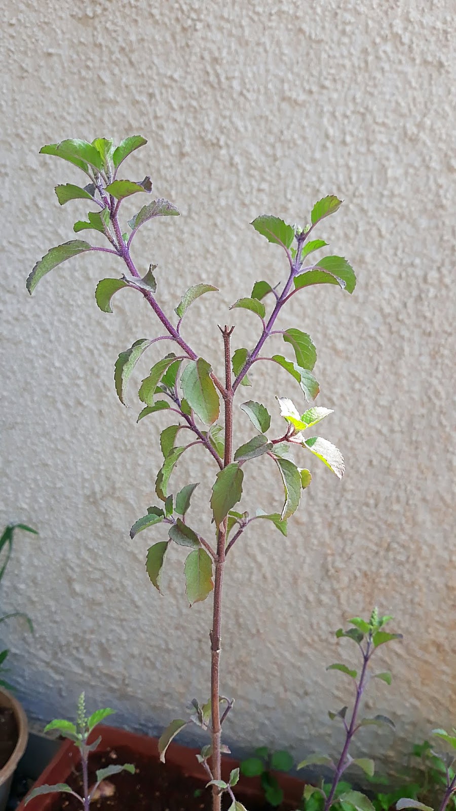 Beginner Gardening How to plant Basil/Tulsi from seeds