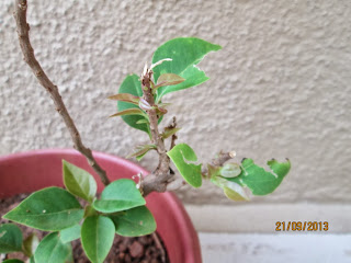 New growth on bougainvillea during monsoon
