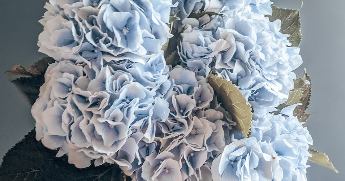 Arena Flowers Subscription Review Hydrangeas — Liquid Grain