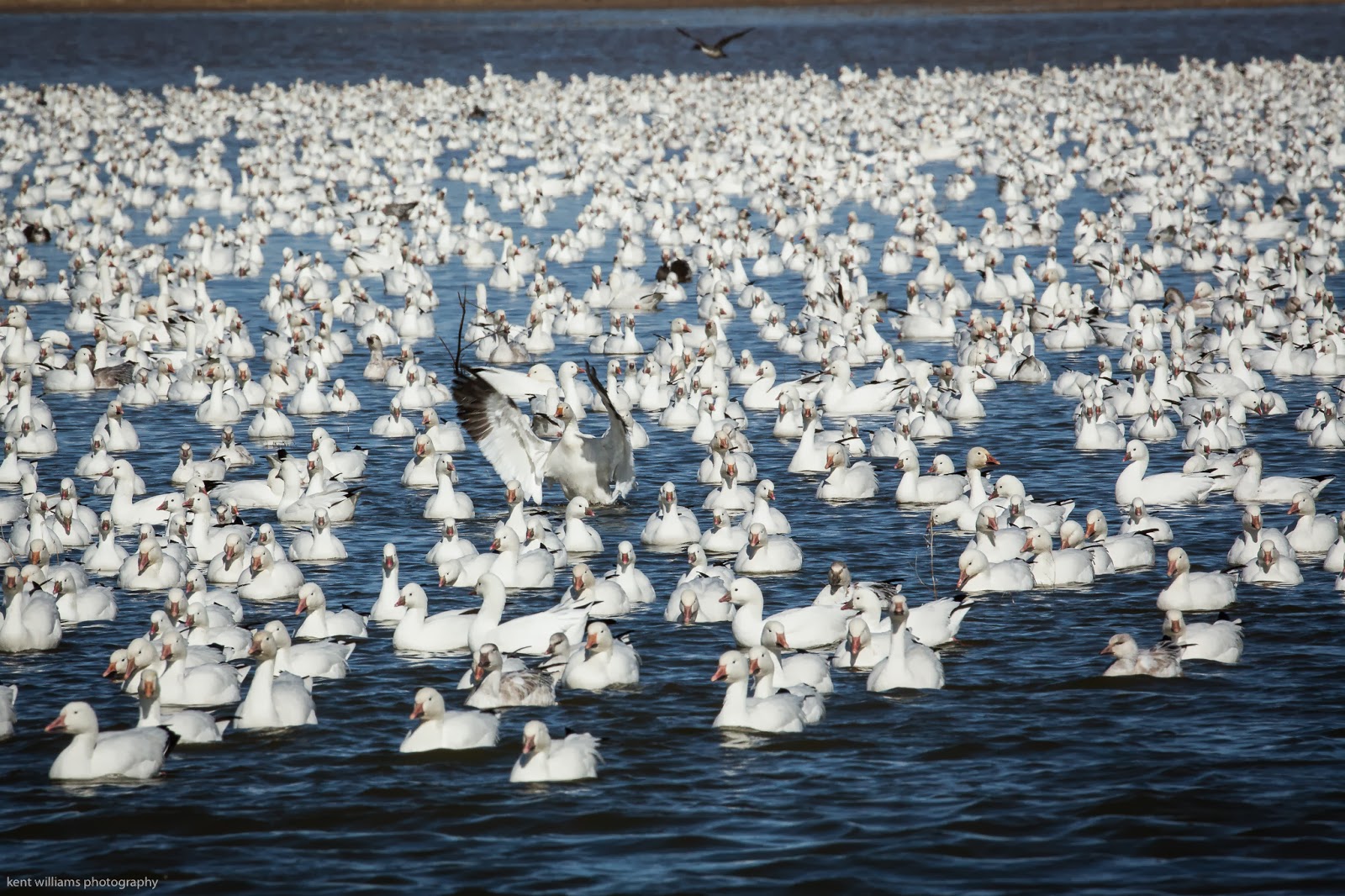 Life in the Right Lane Snow Geese