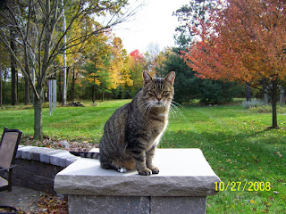 Former Feral Mr. Spit Spot Former Feral Mr. Spit Spot