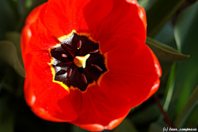 Lalea Tulpen Tulip Tulipe Tulipán Τουλίπα