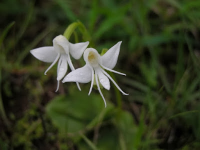 Angel orchid - Habenaria Grandifloriformis