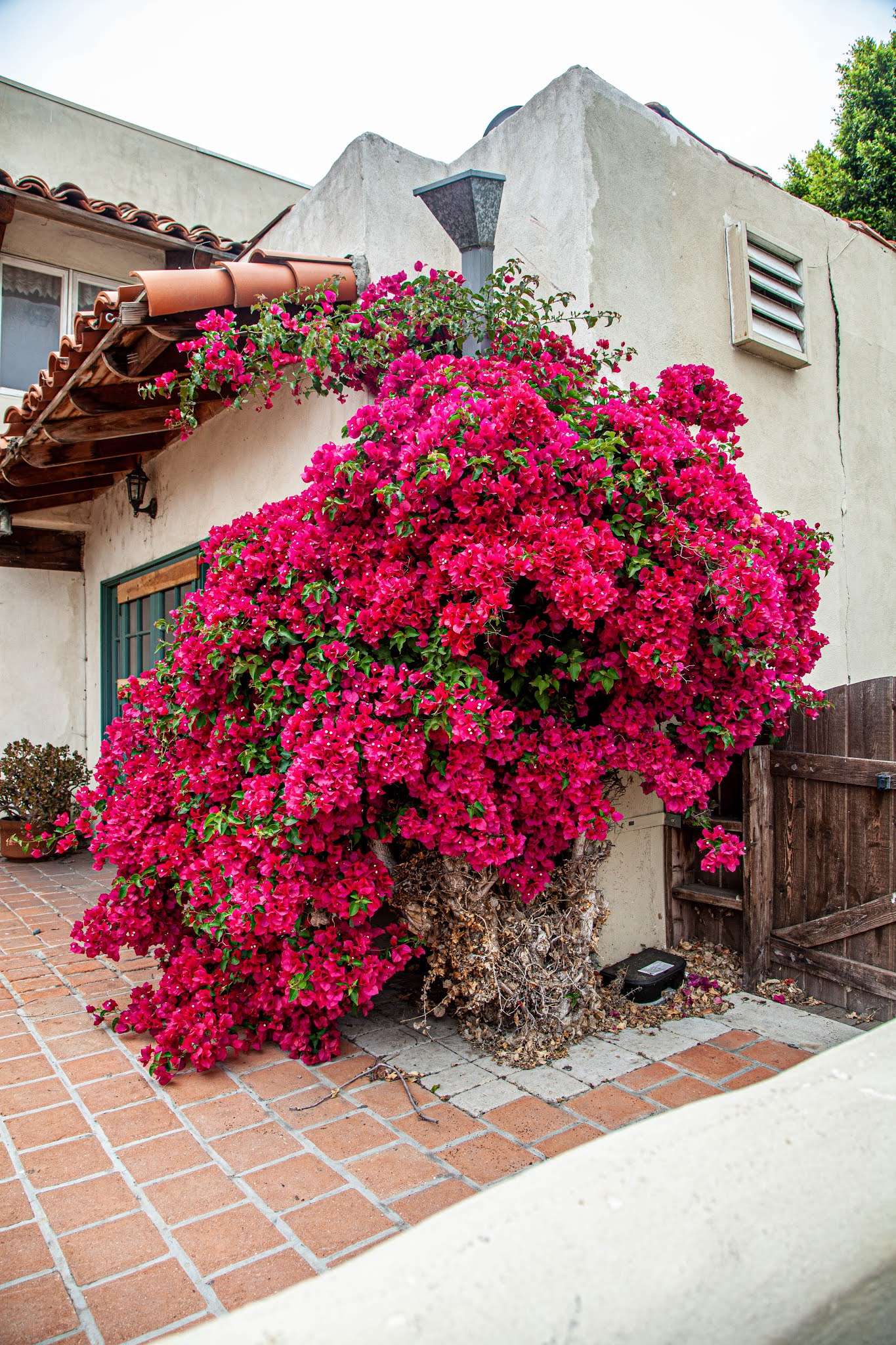 Walking Arizona Bougainvillea