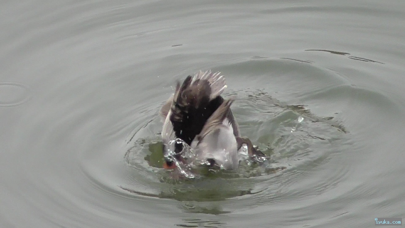 水に頭を突っ込むホシハジロ