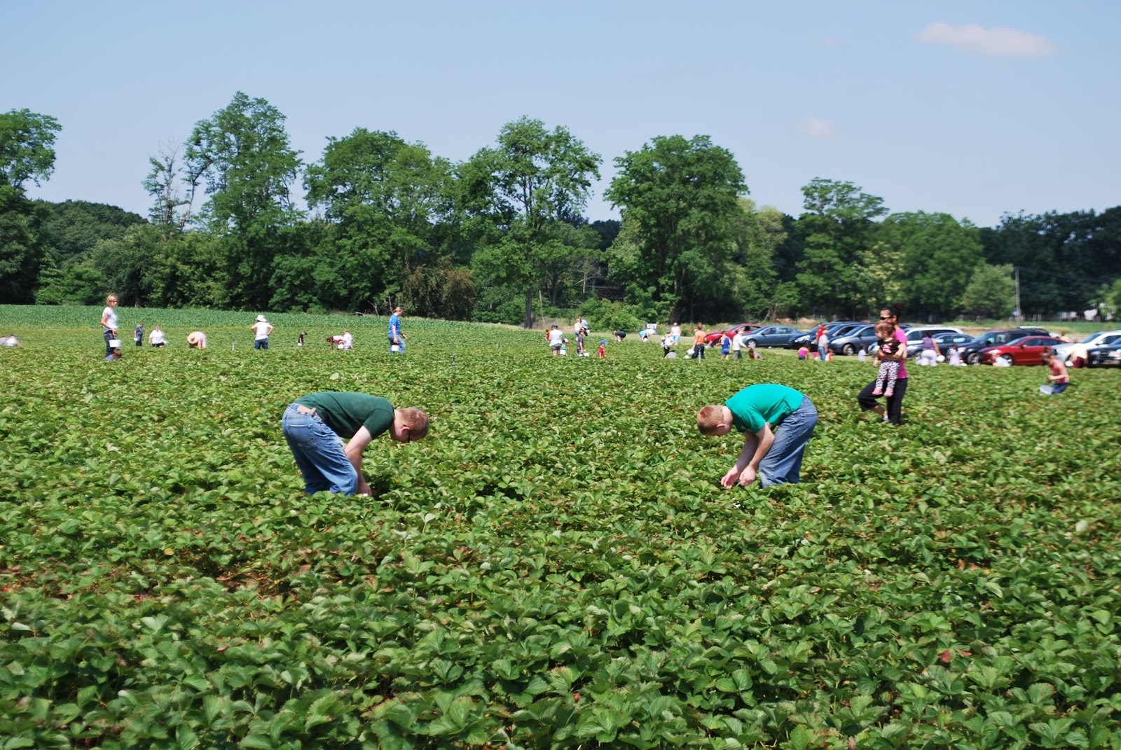 Midwest Family Traveler Strawberry Picking at Johnson's Farm Produce