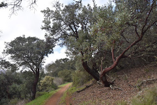 Manzanita along the Mayfair Ranch Trail, Rancho Cañada del Oro Open Space Preserve, San Jose, California