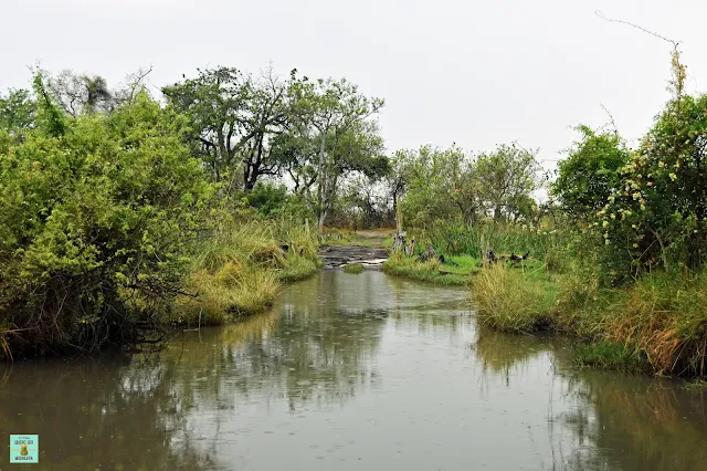 Moremi, Botswana