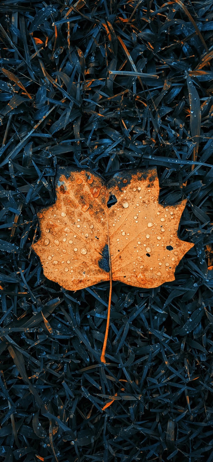Fall colored autumn leaves wallpapers for iPhone