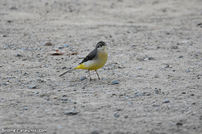 Cuereta torrentera (Motacilla cinerea)