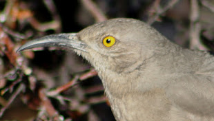 Yellow-Eyed Thrasher--juvenile or Bendires?