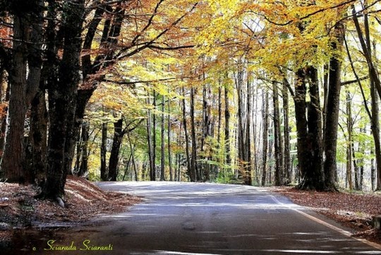 Viale nel bosco con i colori d'autunno