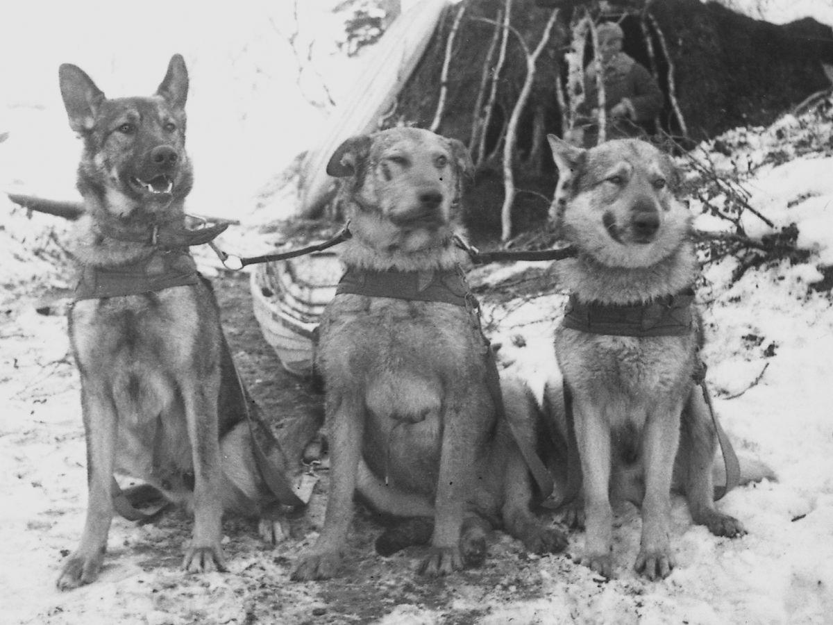 Собаки в годы вов. Собаки на войне 1941-1945. Служебные собаки в годы Великой Отечественной войны.