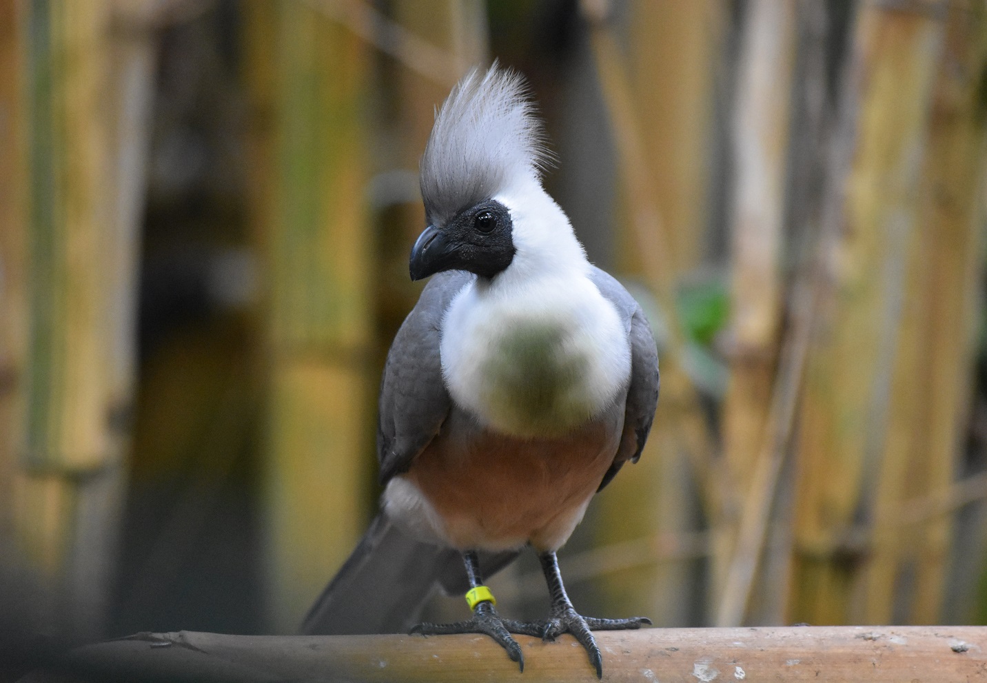 ZOOTOGRAFIANDO (6.100 ANIMALS) TURACO ENMASCARADO / BAREFACED GOAWAY
