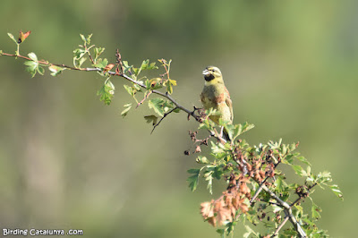 Mascle de gratapalles (Emberiza cirlus)