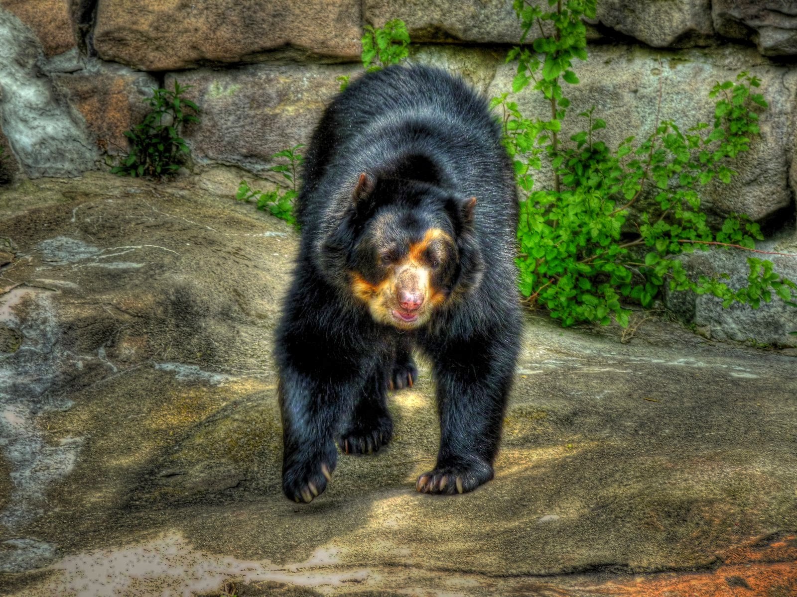 Spectacled Bears Amazing Facts & Latest Pictures Animals Lover