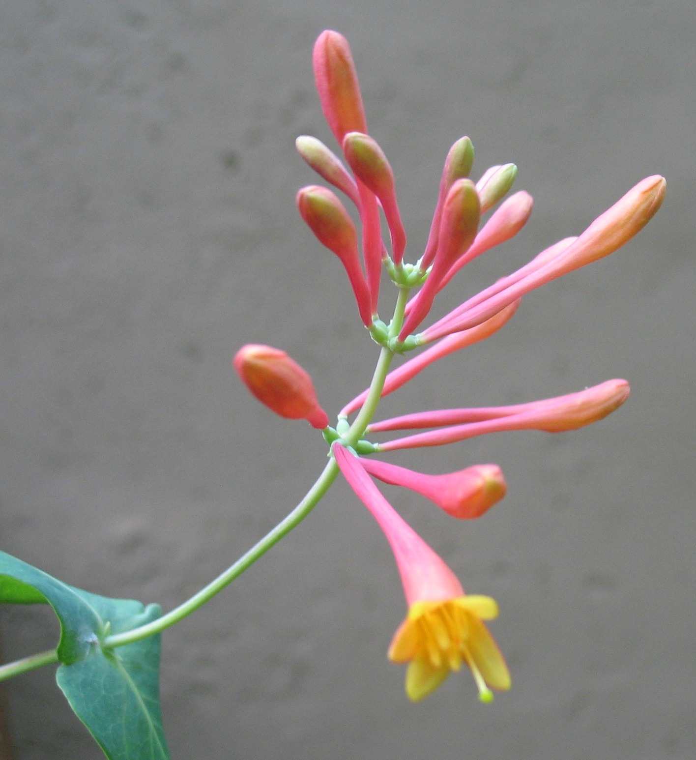 Using Native Plants Native Vines Grow on You