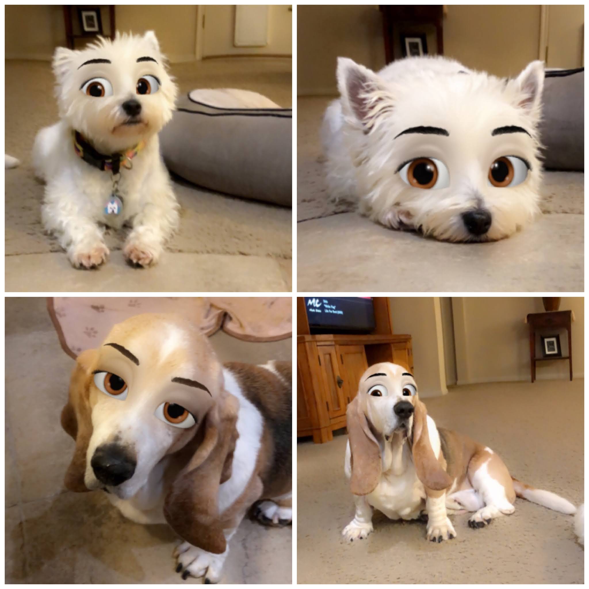 Does Snapchat Work On Dogs