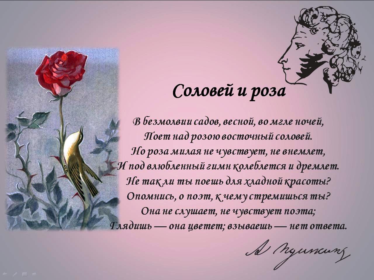 Читать стих соловей. Стихотворение про розу. Красивые стихи о цветах розах.