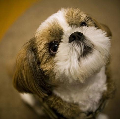 6. Shih tzu com problema de se levantar