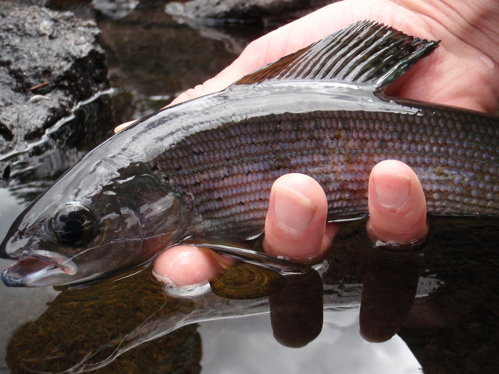 Southern Utah Fly Fishing ,Quiet Fly Fisher Guide Service & Fly Shop