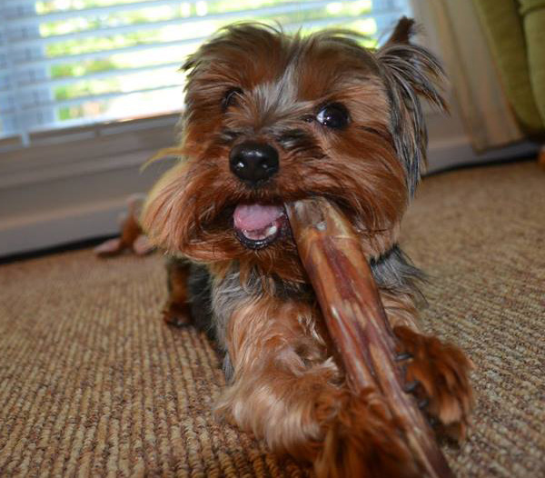 Miniature Yorkshire Terrier My yorkie Quit chewing bones
