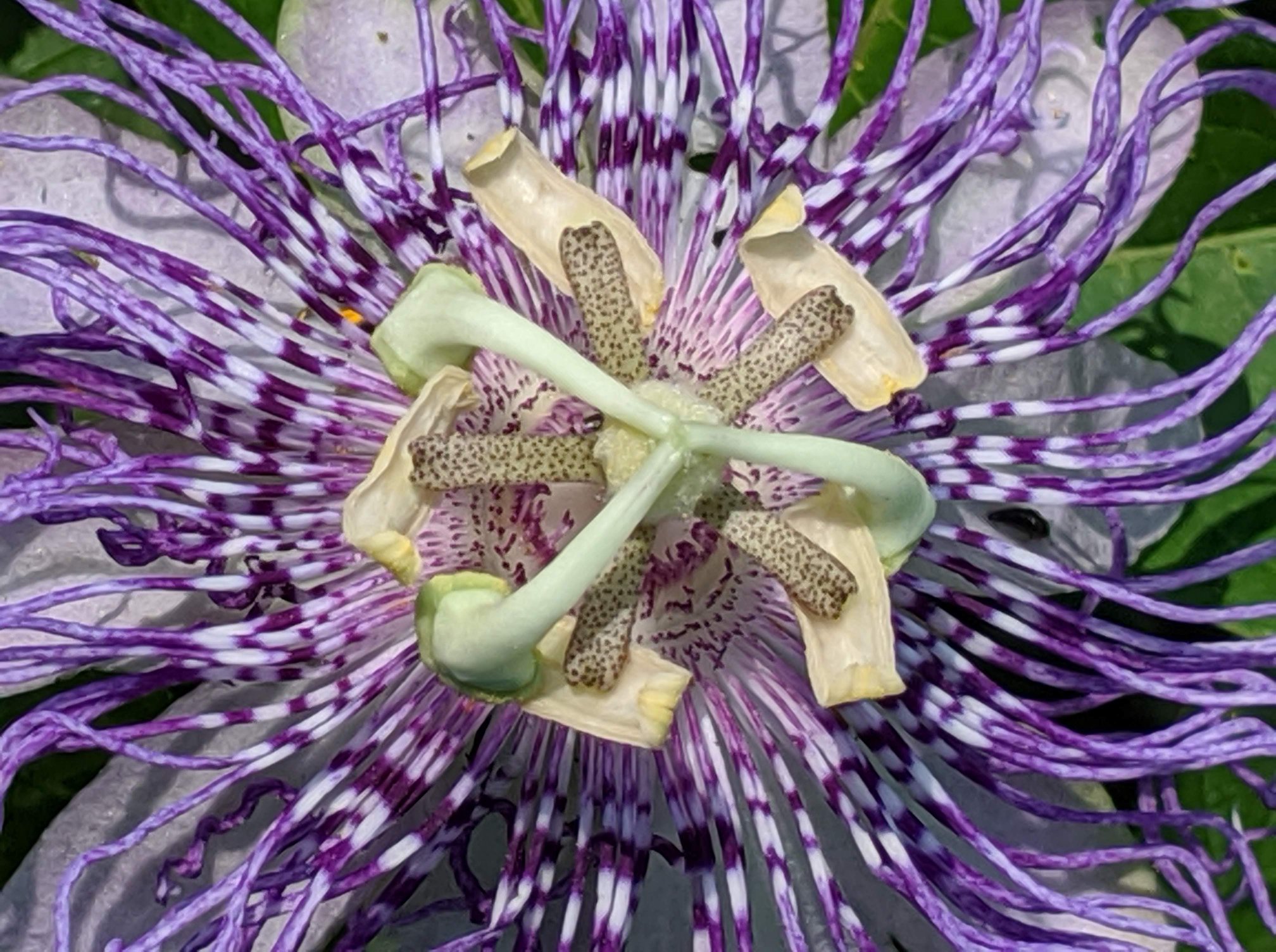 A Virginia Woolf Herbarium 69 Passion Flower