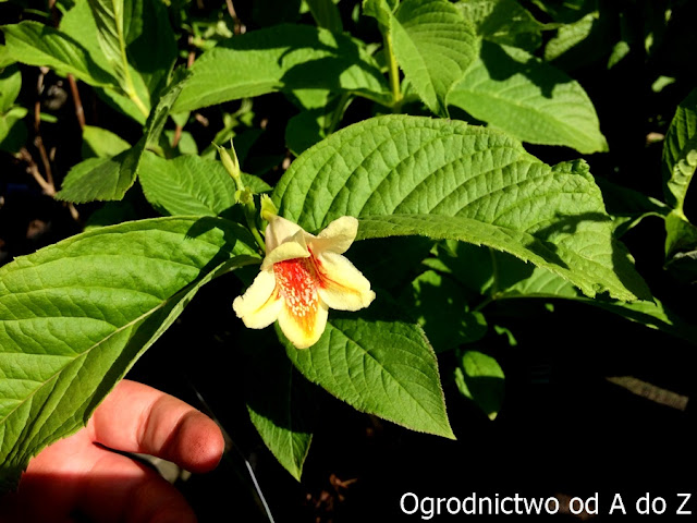 Weigela middendorffiana 'Mango' Krzewuszka Middendorfa 'Mango'