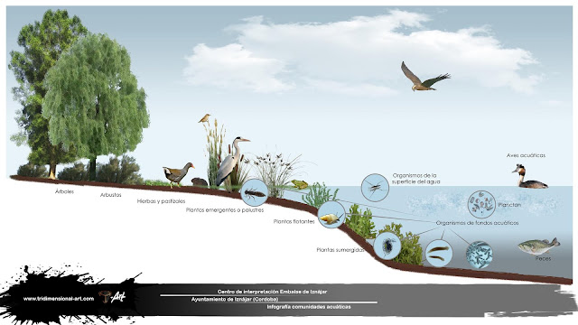 infografía comunidades acuáticas