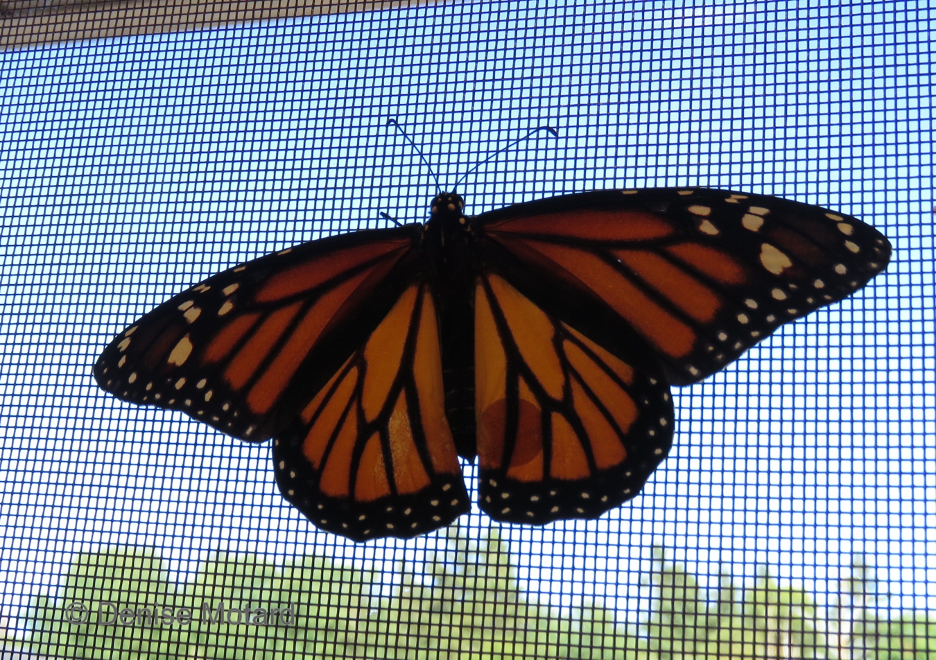 TAGGING MONARCH BUTTERFLIES