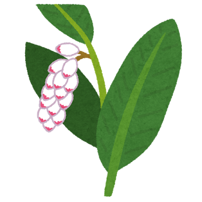 月桃のイラスト(花)