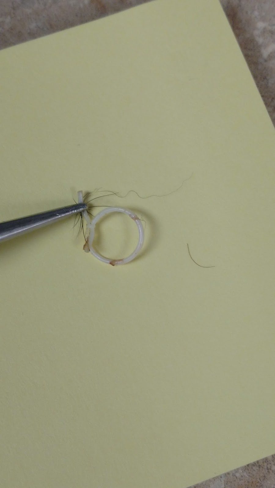 A Vet's Guide To Life Rubber Band Tail Docks.....How To P*** Off A Vet