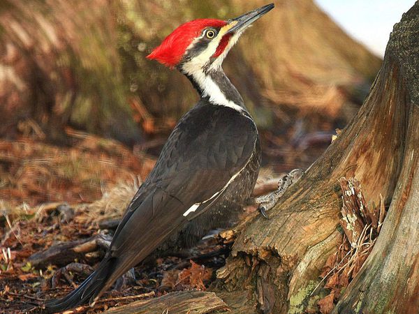 Most Interesting Facts About Woodpeckers