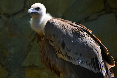 Gänsegeier, Griffon aasvoël, Shkaba Griffon, Griffon vulture Vogel, bird, oiseau, Uccello, Pássaro, птица, pájaro, kuş, chim, vták, pták, madár, птушка, zog, ptica, птица, lintu, πουλί, птица, fågel, kuş, madár, zog