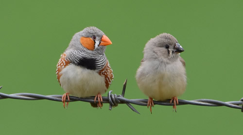 LIST: Birds with shortest lifespan in the world