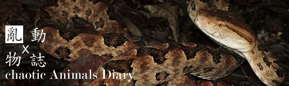   chaotic Animals Diary