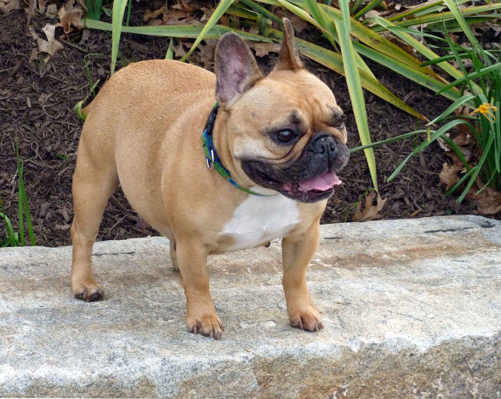 25+ How Long Is A French Bulldog Pregnant For Photo - Bleumoonproductions