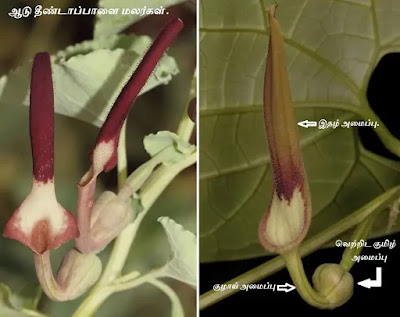 Aristolochia bracteolata flower