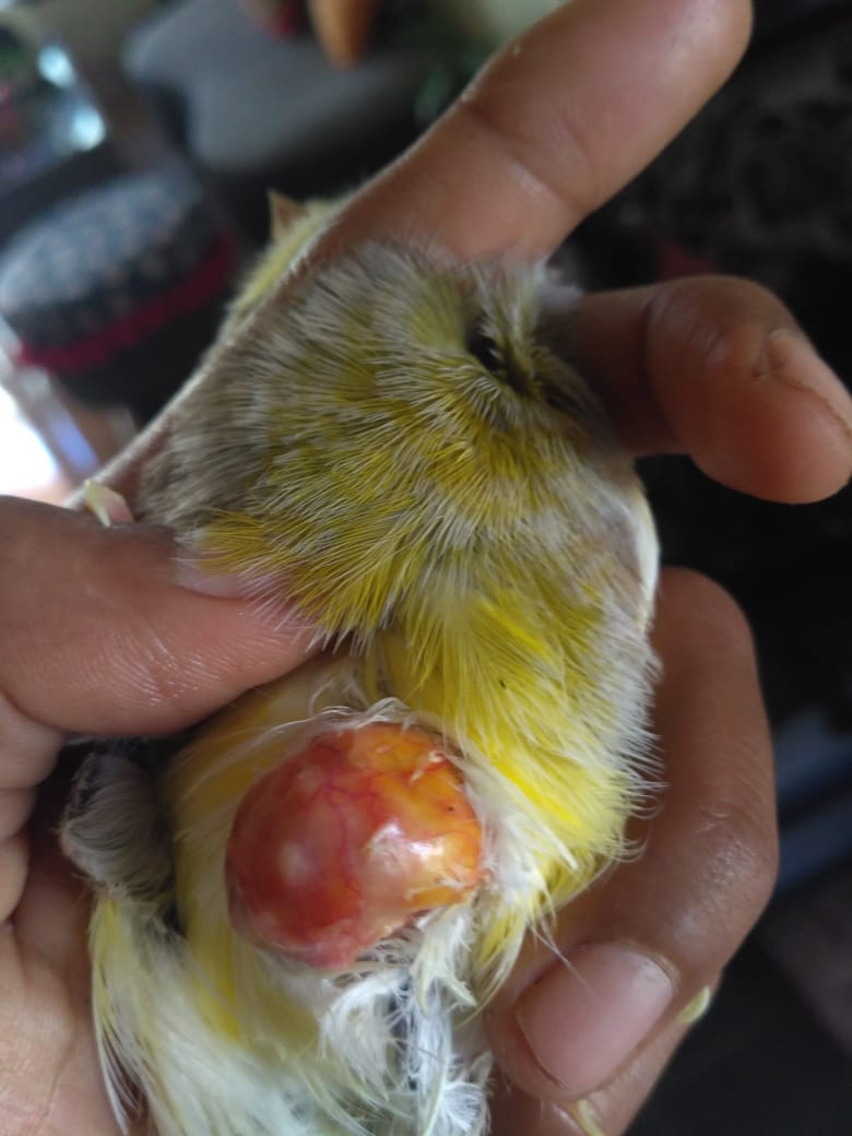 Kista Epidermoid Tandatanda Penyebab Mengobati Alodokter Kista Epidermoid Tandatanda Penyebab Mengobati Alodokter