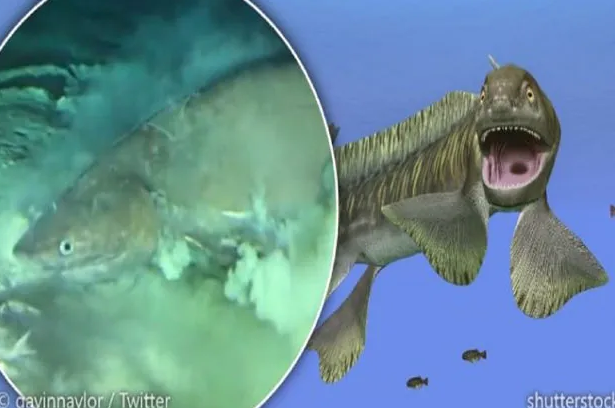 Nenek Moyang Hiu Tertangkap Sedang Berenang di Dasar