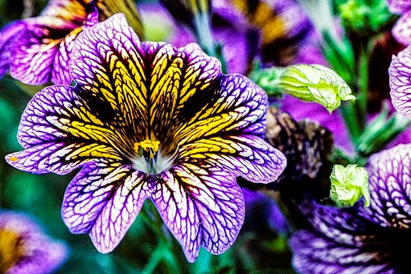 Butchart Gardens Flower