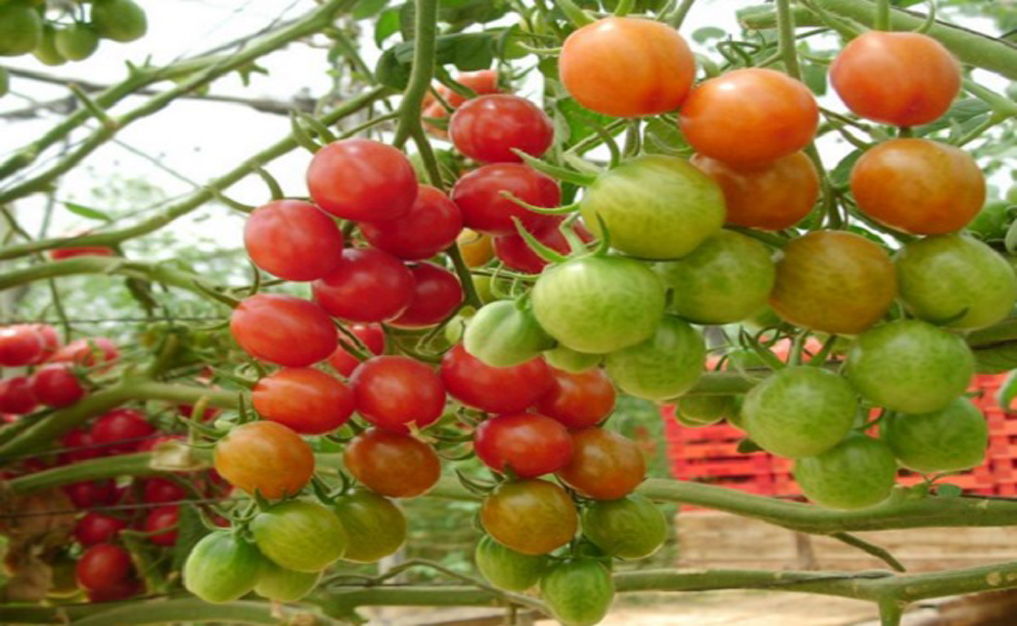 budidaya tomat dalam pot 