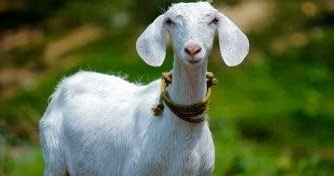 25 Arti Mimpi Menyembelih Kambing Menurut Islam Dan Primbon Jawa