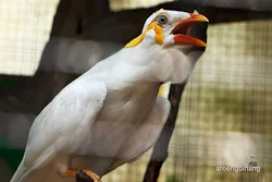 taman burung tmii jakarta